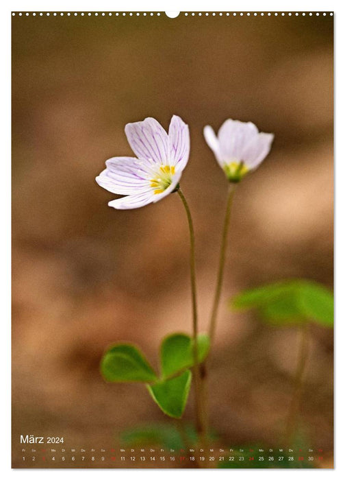 PURE NATURE Small flowers along the way (CALVENDO Premium Wall Calendar 2024) 