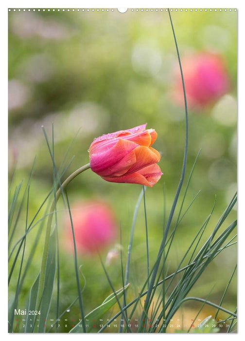 NATUR PUR Kleine Blumen am Wegesrand (CALVENDO Premium Wandkalender 2024)