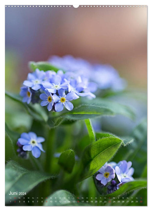 NATUR PUR Kleine Blumen am Wegesrand (CALVENDO Premium Wandkalender 2024)