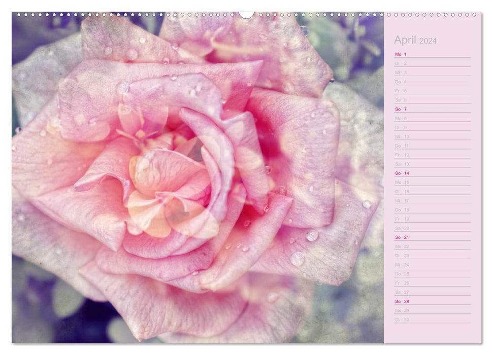 Romantic roses (CALVENDO wall calendar 2024) 