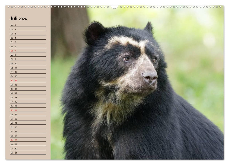 Bears. Powerhouses on quiet surfaces (CALVENDO Premium Wall Calendar 2024) 