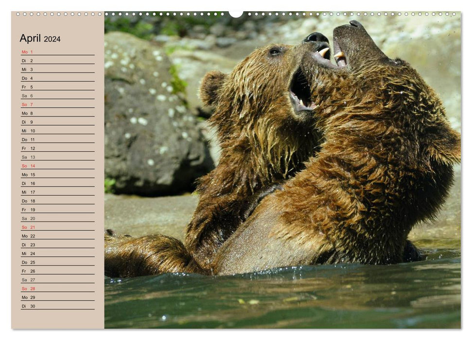 Bären. Unterwegs mit Meister Petz (CALVENDO Premium Wandkalender 2024)