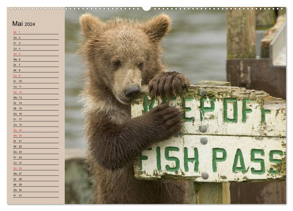 Bears. On the road with Master Petz (CALVENDO Premium Wall Calendar 2024) 