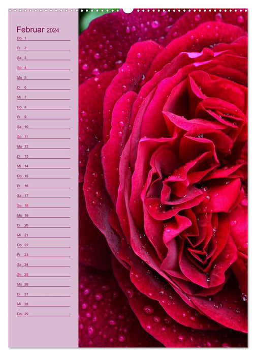 Rose Symphony (CALVENDO wall calendar 2024) 