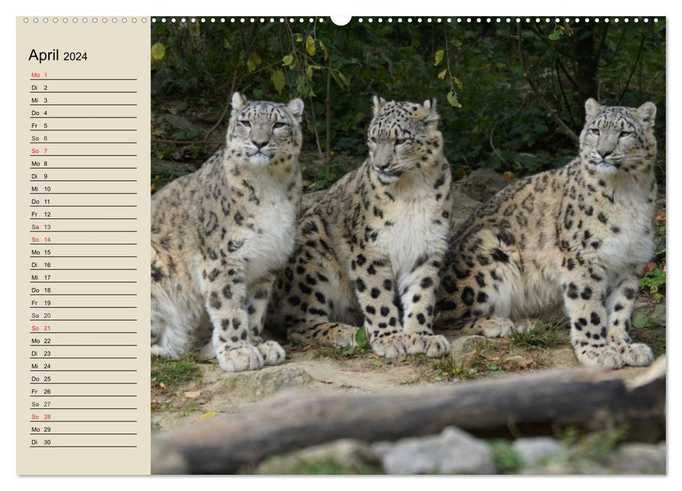 Snow leopards. Supple mountain soldiers (CALVENDO Premium Wall Calendar 2024) 