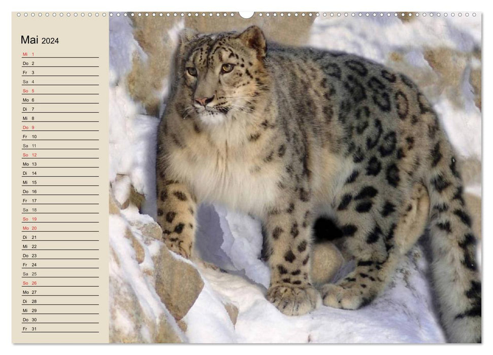 Snow leopards. Supple mountain soldiers (CALVENDO Premium Wall Calendar 2024) 