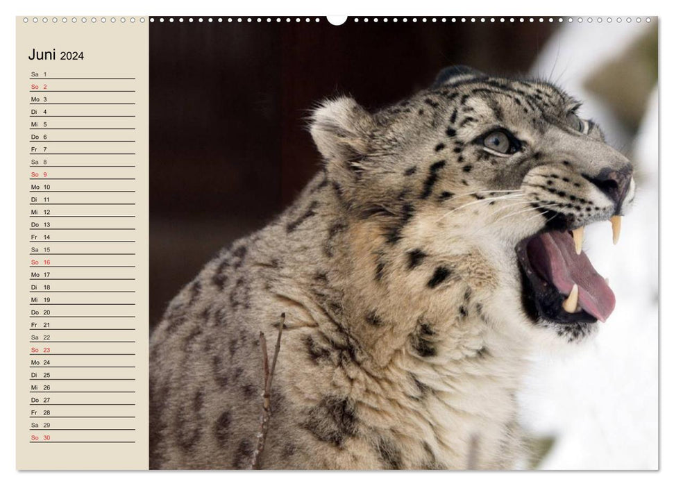 Snow leopards. Supple mountain soldiers (CALVENDO Premium Wall Calendar 2024) 