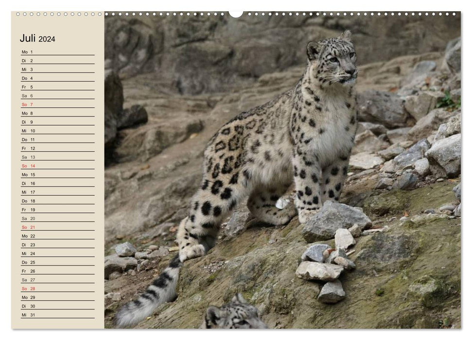 Snow leopards. Supple mountain soldiers (CALVENDO Premium Wall Calendar 2024) 