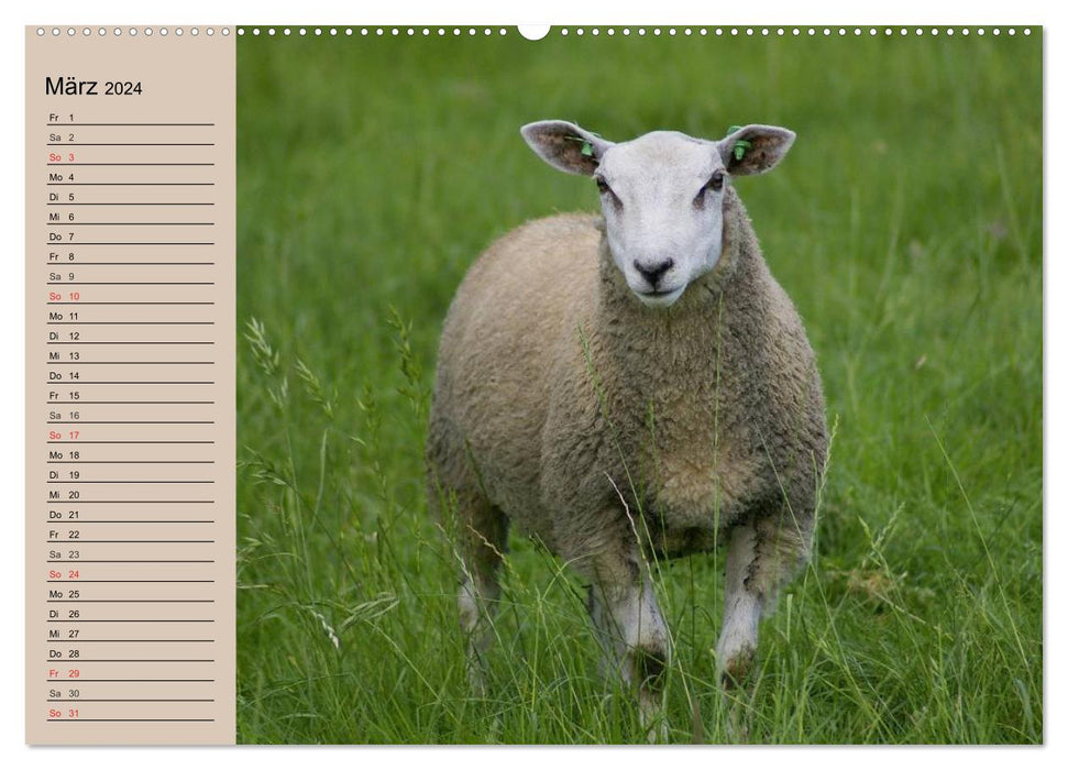 Counting sheep made easy! (CALVENDO Premium Wall Calendar 2024) 