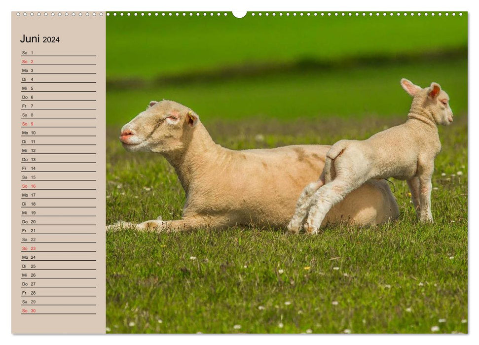 Counting sheep made easy! (CALVENDO Premium Wall Calendar 2024) 