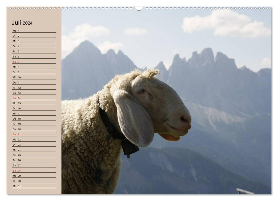 Counting sheep made easy! (CALVENDO Premium Wall Calendar 2024) 