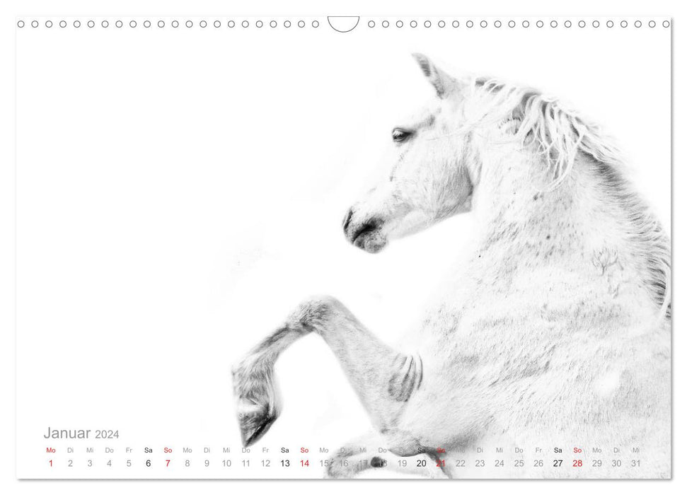 Horses ON WHITE (CALVENDO wall calendar 2024) 