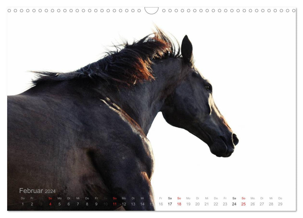 Chevaux SUR BLANC (calendrier mural CALVENDO 2024) 