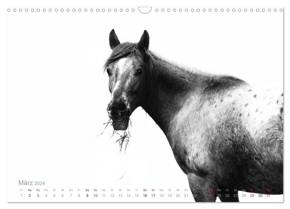 Pferde ON WHITE (CALVENDO Wandkalender 2024)