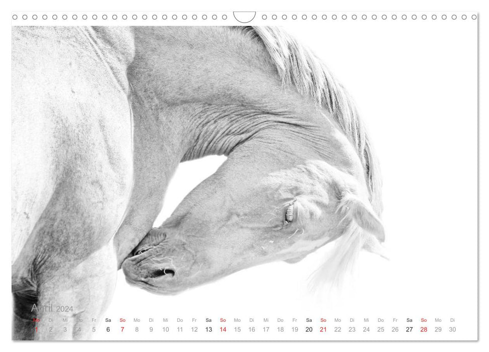 Horses ON WHITE (CALVENDO wall calendar 2024) 