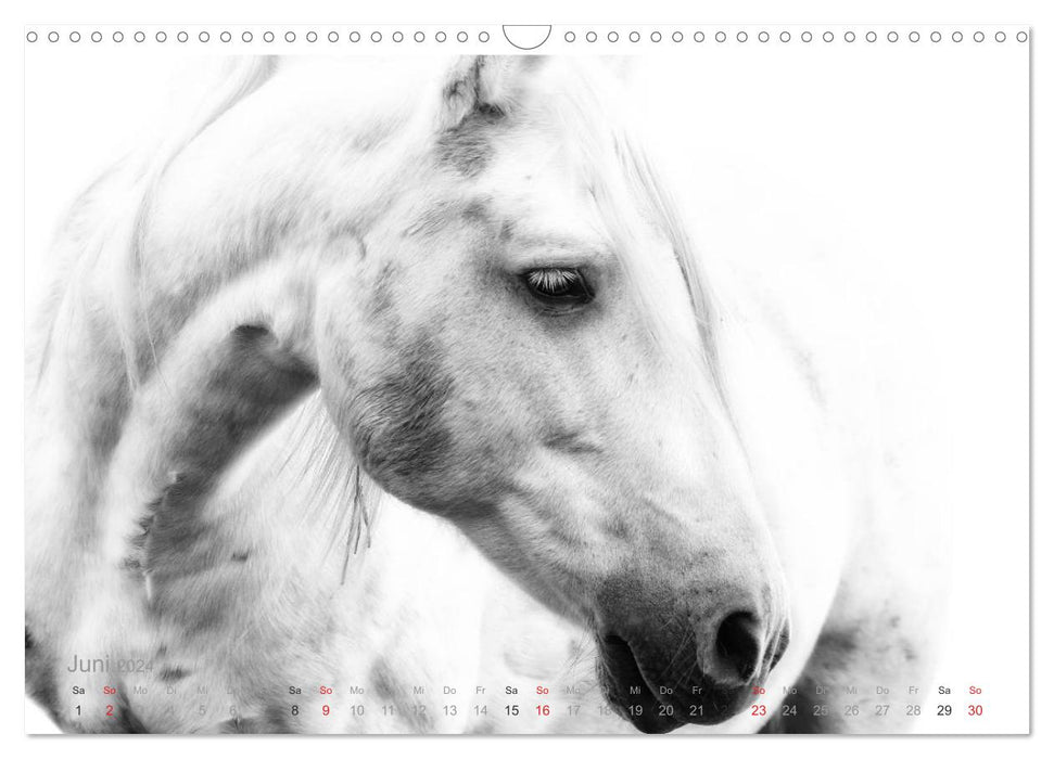 Pferde ON WHITE (CALVENDO Wandkalender 2024)