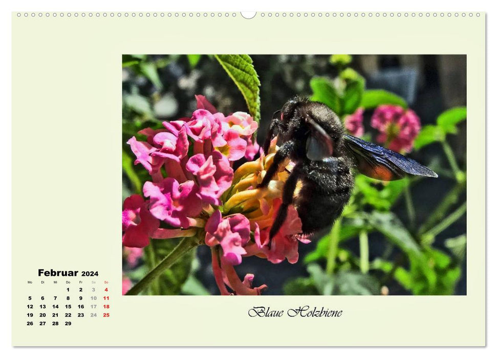 Flower visitors - rare and magical (CALVENDO Premium Wall Calendar 2024) 