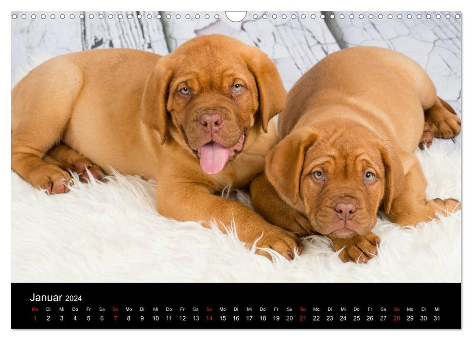 Dogue de Bordeaux puppies (CALVENDO wall calendar 2024) 