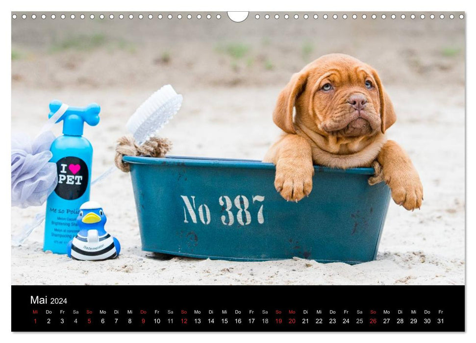 Dogue de Bordeaux puppies (CALVENDO wall calendar 2024) 