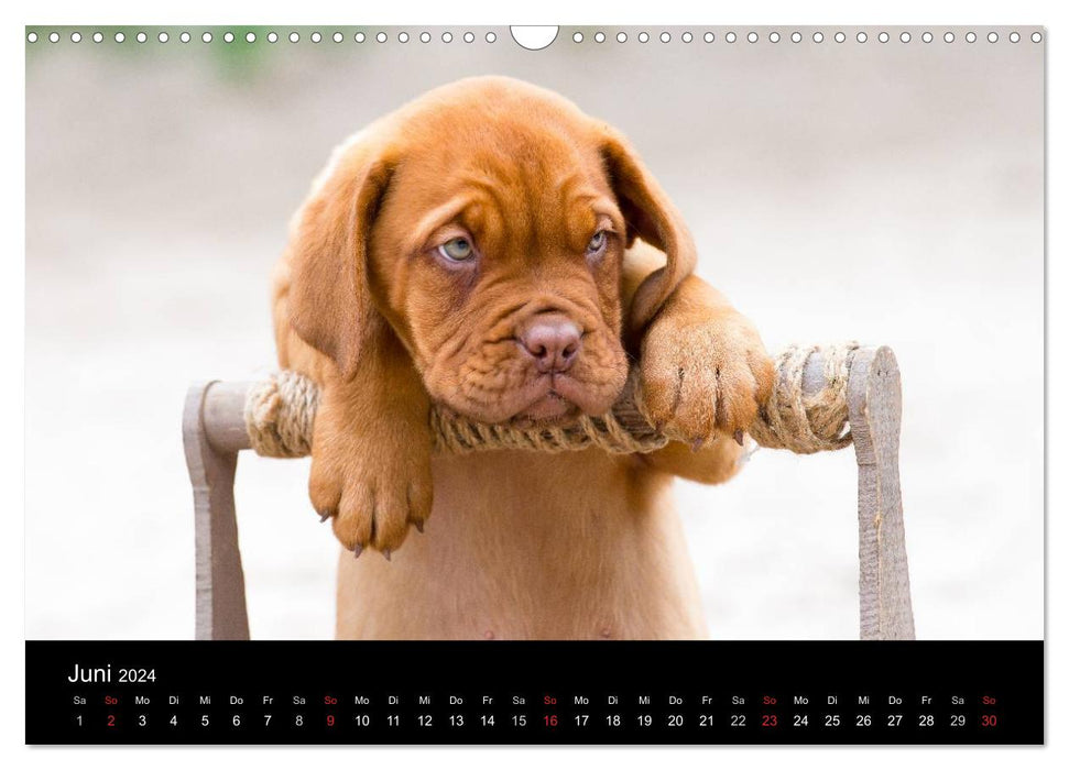 Dogue de Bordeaux puppies (CALVENDO wall calendar 2024) 