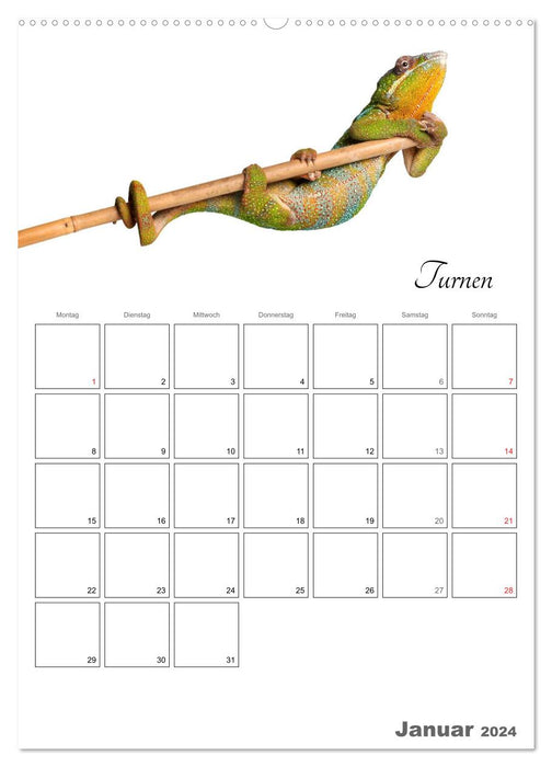 Sporty animals (CALVENDO Premium wall calendar 2024) 