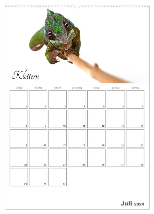 Sportliche Tiere (CALVENDO Premium Wandkalender 2024)