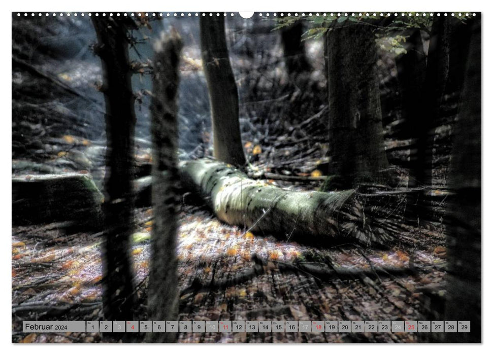 Walk through the enchanted forest (CALVENDO Premium Wall Calendar 2024) 