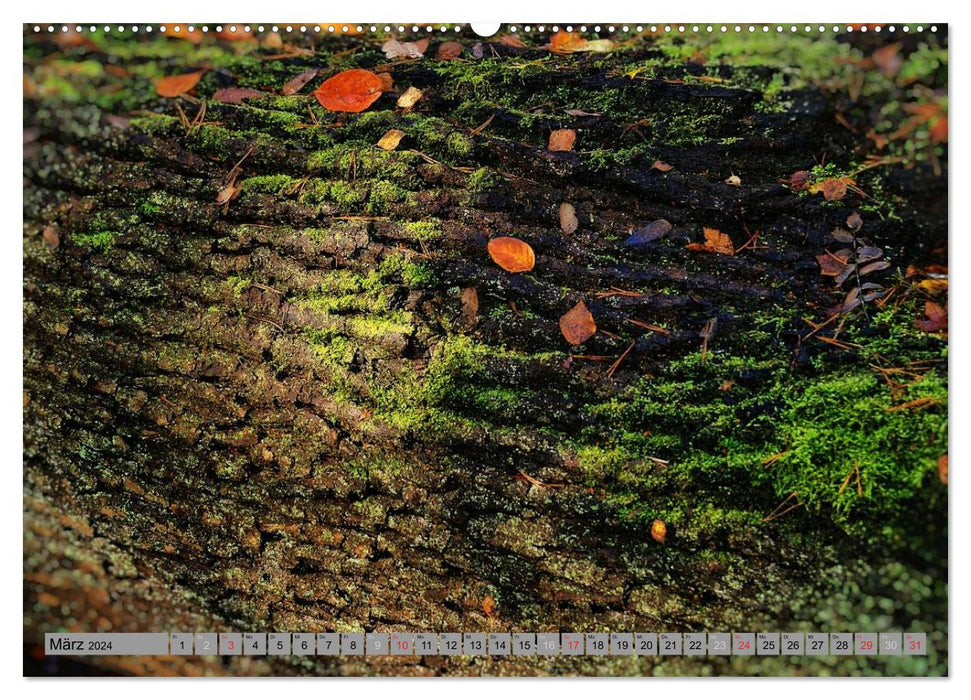 Spaziergang durch den Zauberwald (CALVENDO Premium Wandkalender 2024)