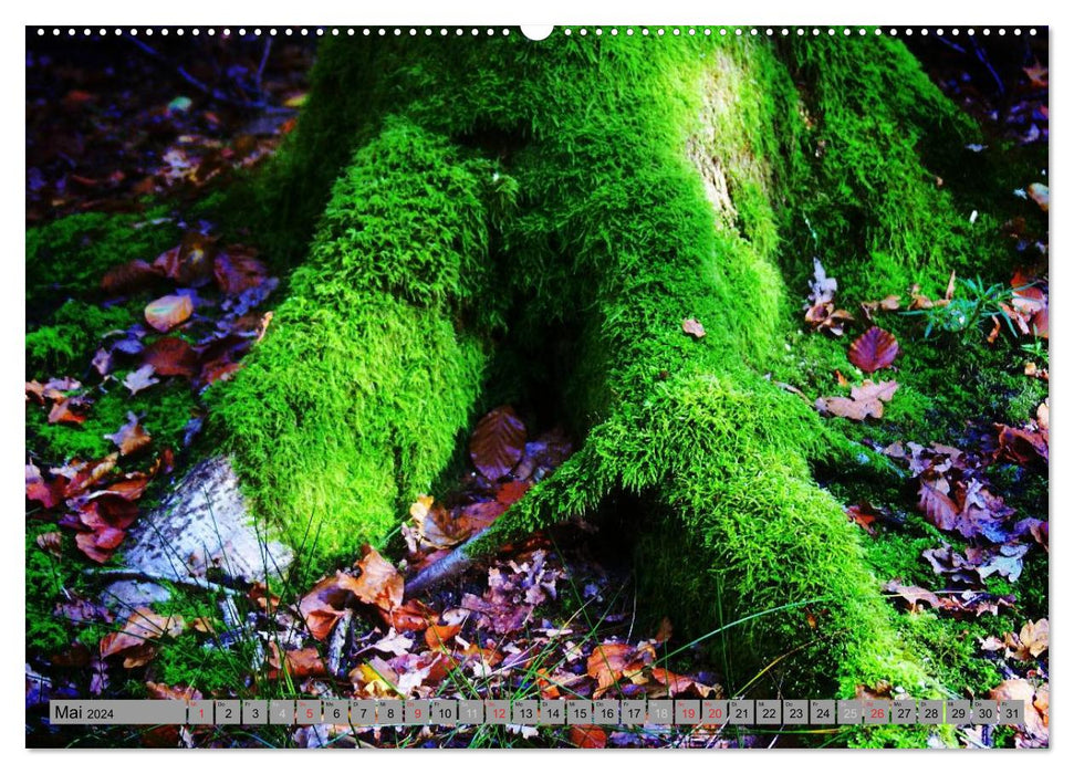 Walk through the enchanted forest (CALVENDO Premium Wall Calendar 2024) 