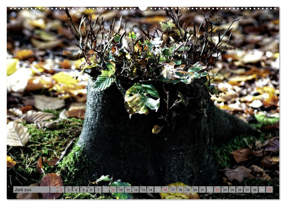 Spaziergang durch den Zauberwald (CALVENDO Premium Wandkalender 2024)