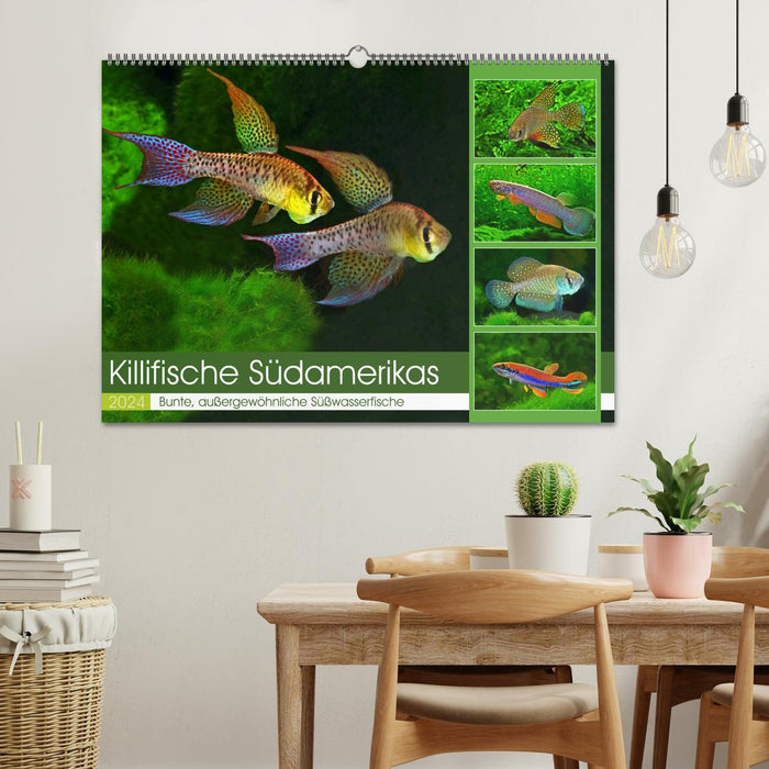 Killifish of South America (CALVENDO wall calendar 2024) 