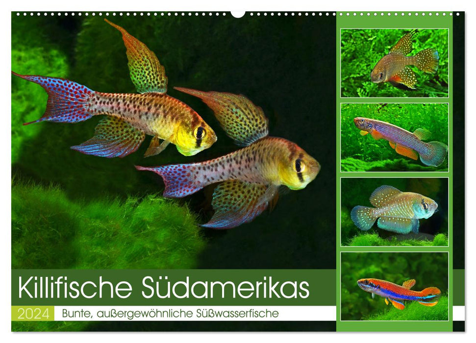 Killifish of South America (CALVENDO wall calendar 2024) 