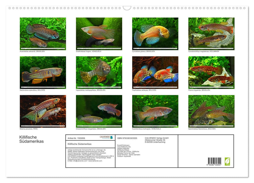 Killifish of South America (CALVENDO wall calendar 2024) 