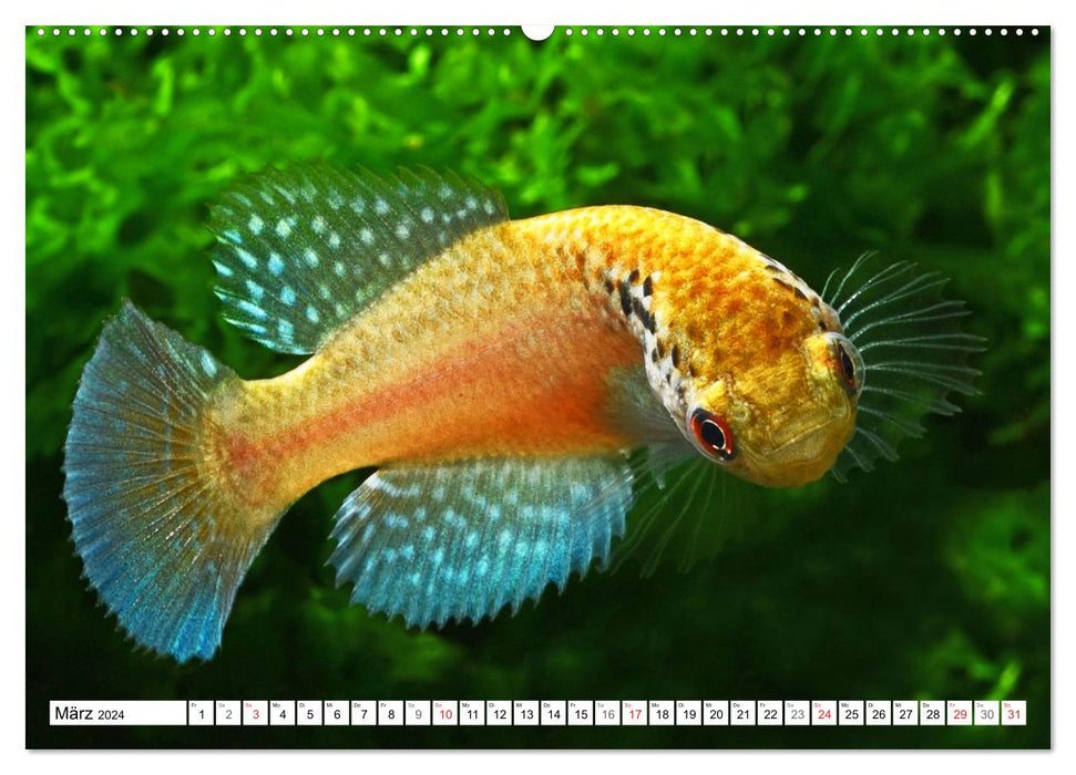 Killifish of South America (CALVENDO wall calendar 2024) 