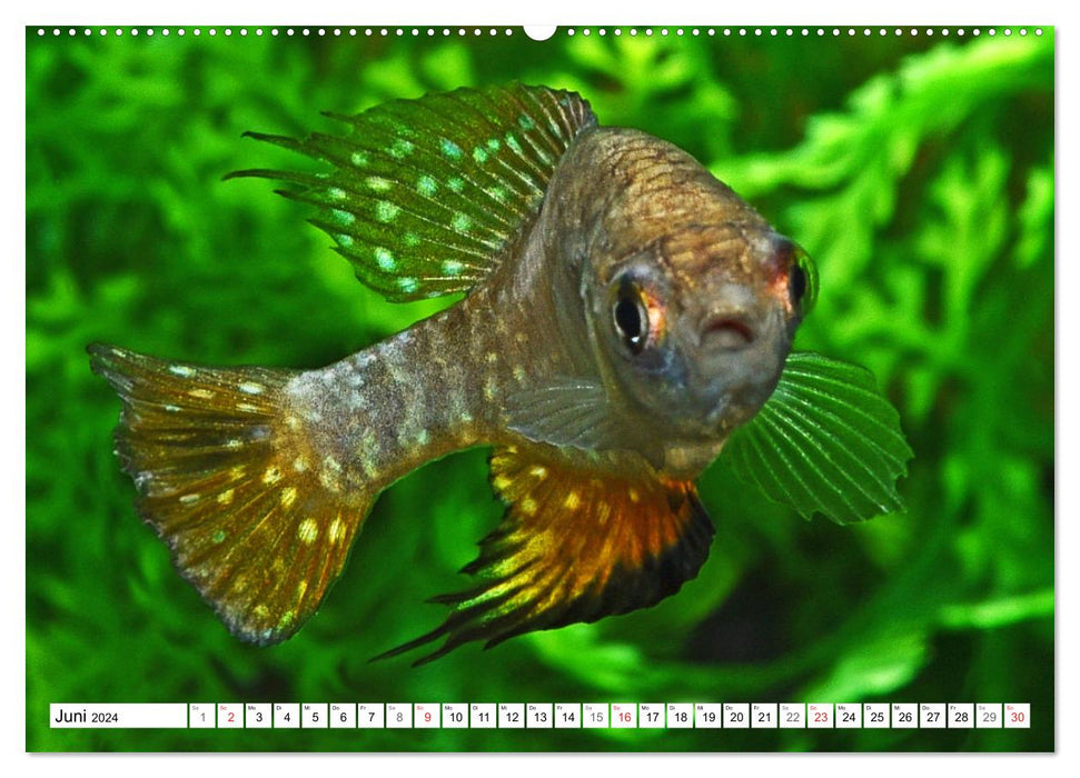 Killifish of South America (CALVENDO wall calendar 2024) 