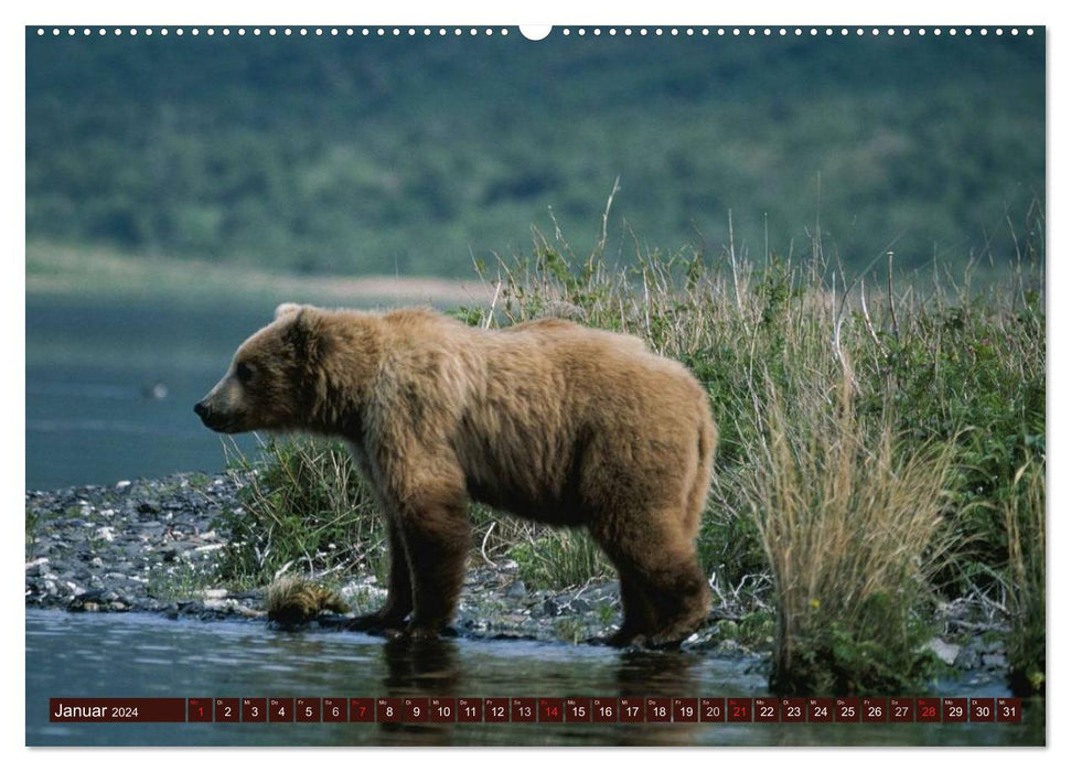 Bären. Unterwegs mit Meister Petz (CALVENDO Premium Wandkalender 2024)