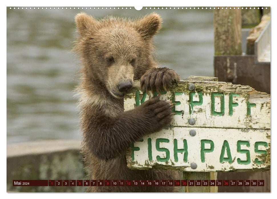Bears. On the road with Master Petz (CALVENDO Premium Wall Calendar 2024) 