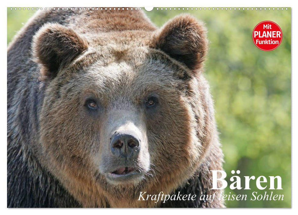 Bears. Powerhouses on quiet surfaces (CALVENDO wall calendar 2024) 