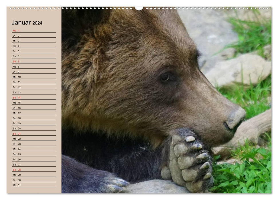 Bears. Powerhouses on quiet surfaces (CALVENDO wall calendar 2024) 