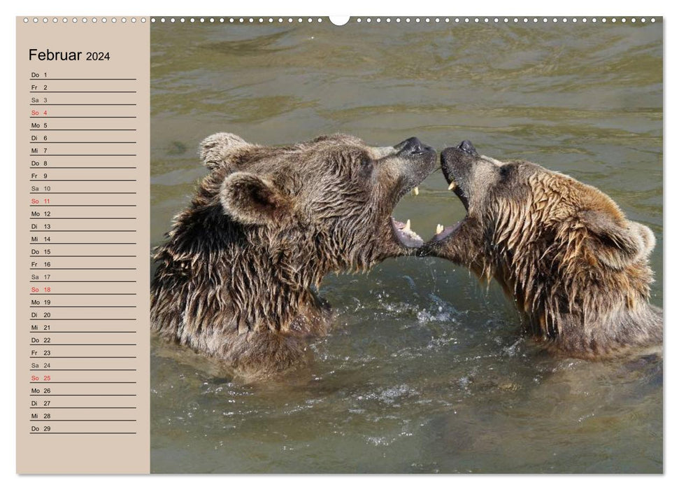 Bears. Powerhouses on quiet surfaces (CALVENDO wall calendar 2024) 