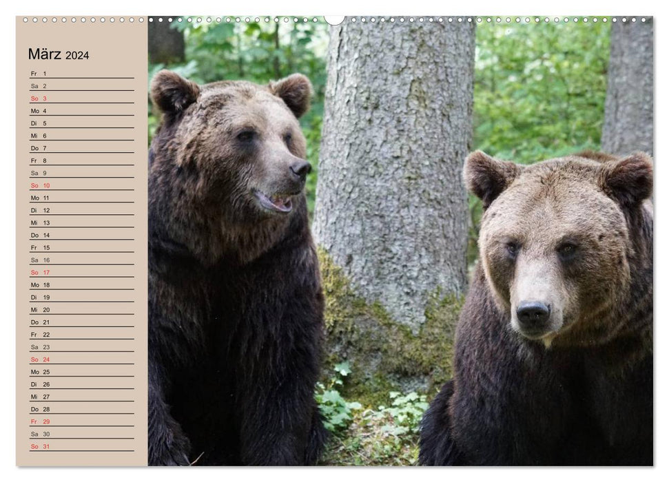 Bears. Powerhouses on quiet surfaces (CALVENDO wall calendar 2024) 