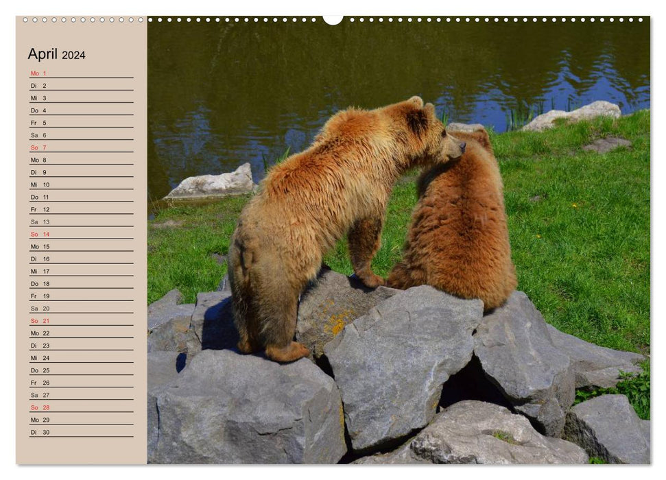 Bears. Powerhouses on quiet surfaces (CALVENDO wall calendar 2024) 