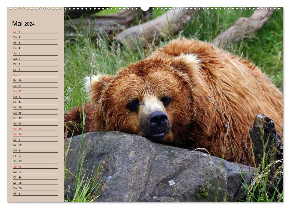 Bears. Powerhouses on quiet surfaces (CALVENDO wall calendar 2024) 