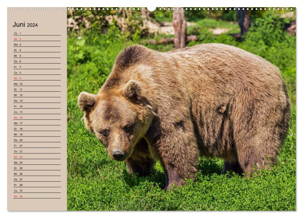 Bears. Powerhouses on quiet surfaces (CALVENDO wall calendar 2024) 