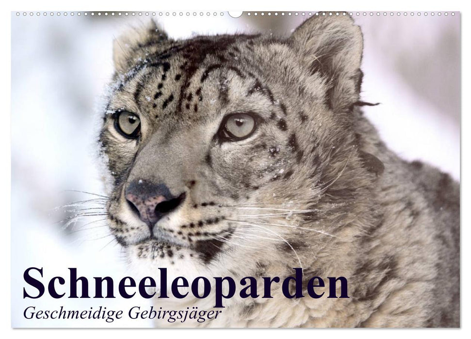 Snow leopards. Supple mountain soldiers (CALVENDO wall calendar 2024) 