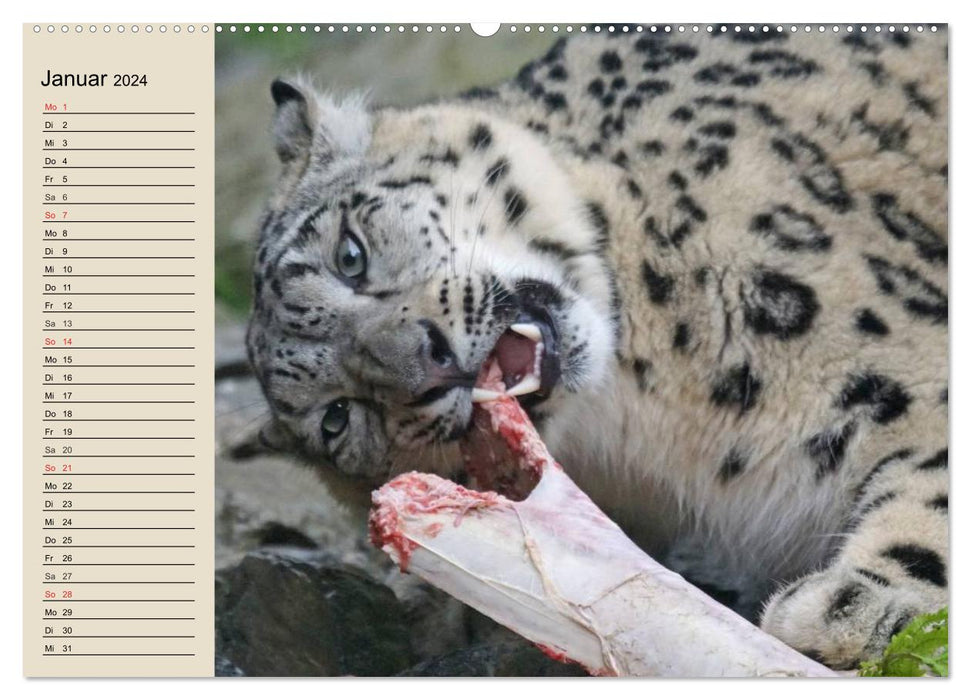 Snow leopards. Supple mountain soldiers (CALVENDO wall calendar 2024) 