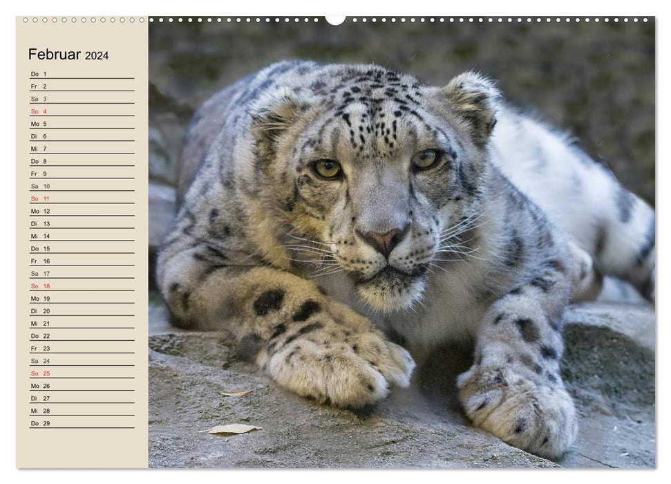 Snow leopards. Supple mountain soldiers (CALVENDO wall calendar 2024) 