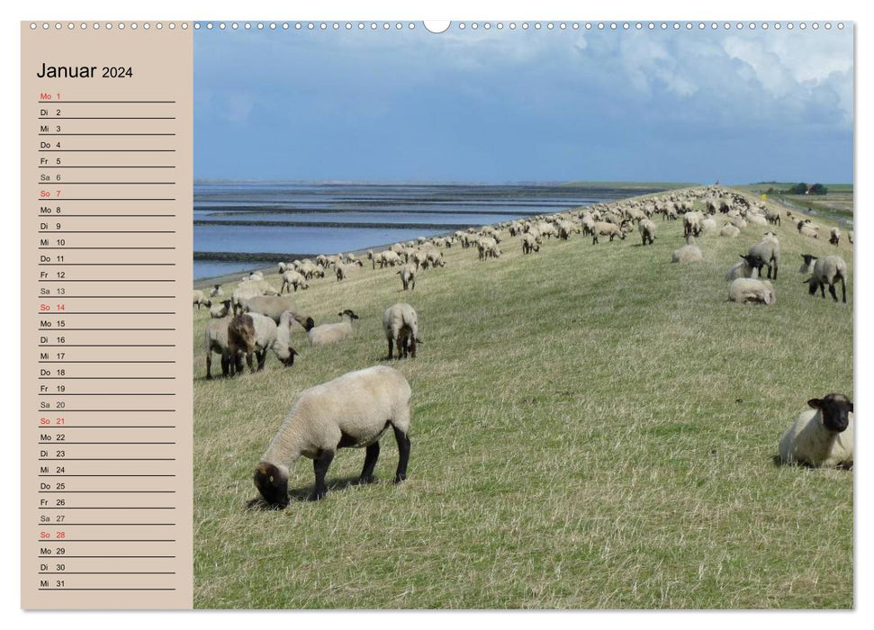 Compter les moutons en toute simplicité ! (Calendrier mural CALVENDO 2024) 