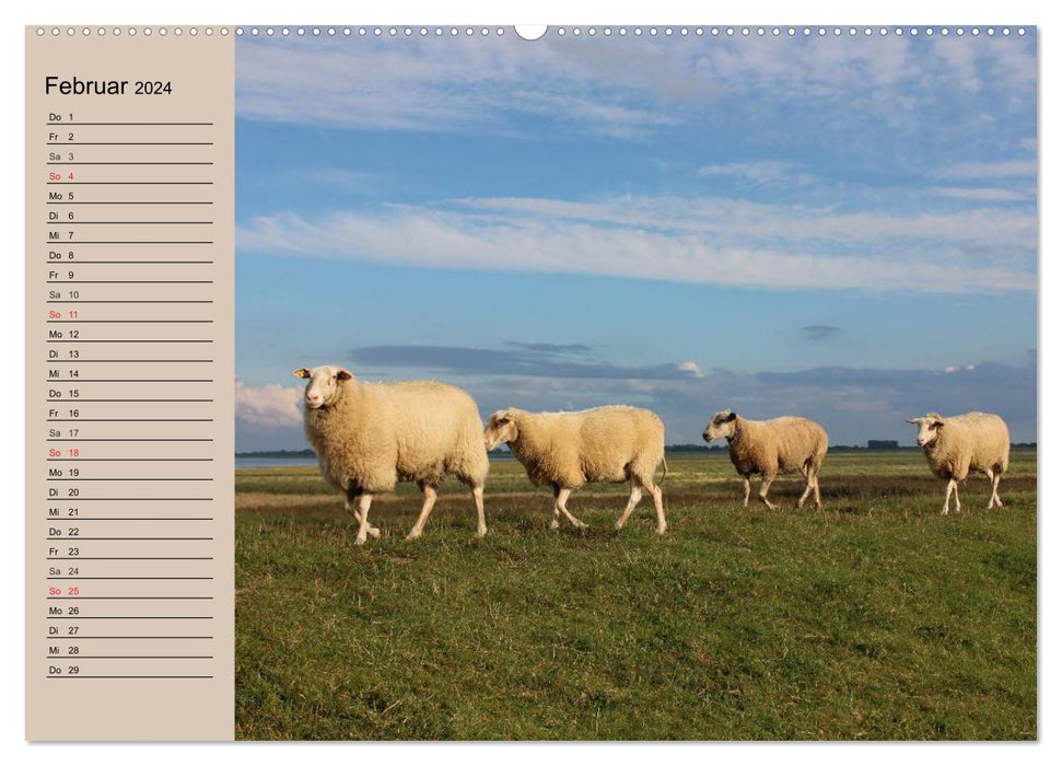 Compter les moutons en toute simplicité ! (Calendrier mural CALVENDO 2024) 