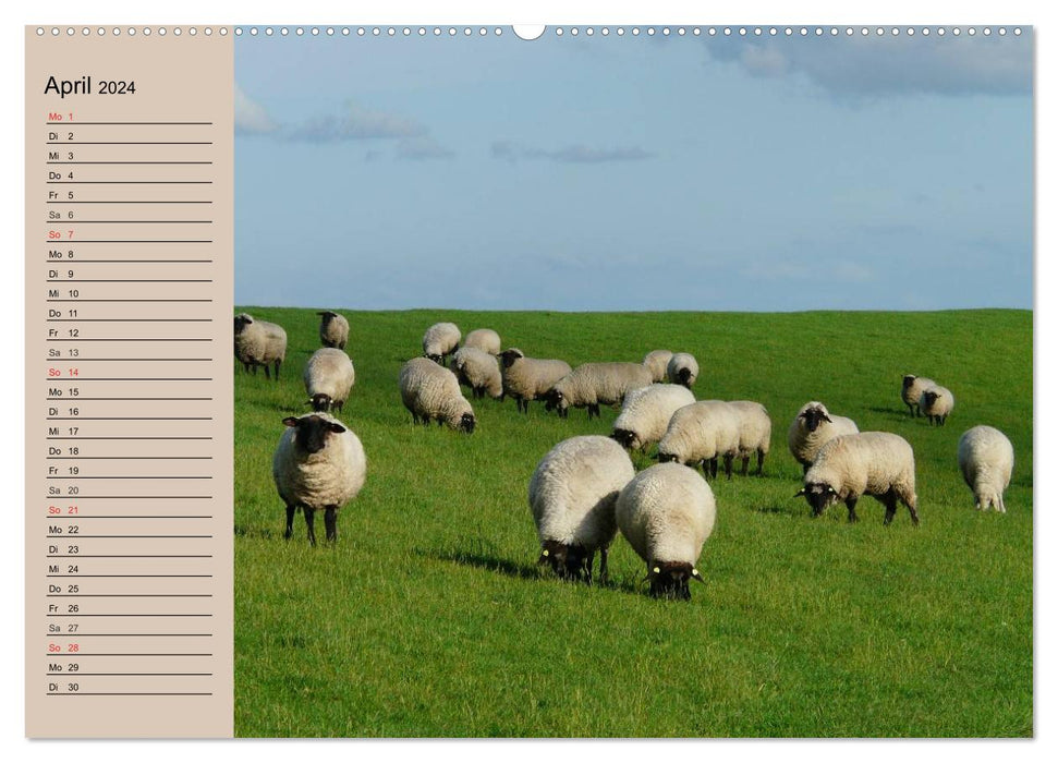 Compter les moutons en toute simplicité ! (Calendrier mural CALVENDO 2024) 